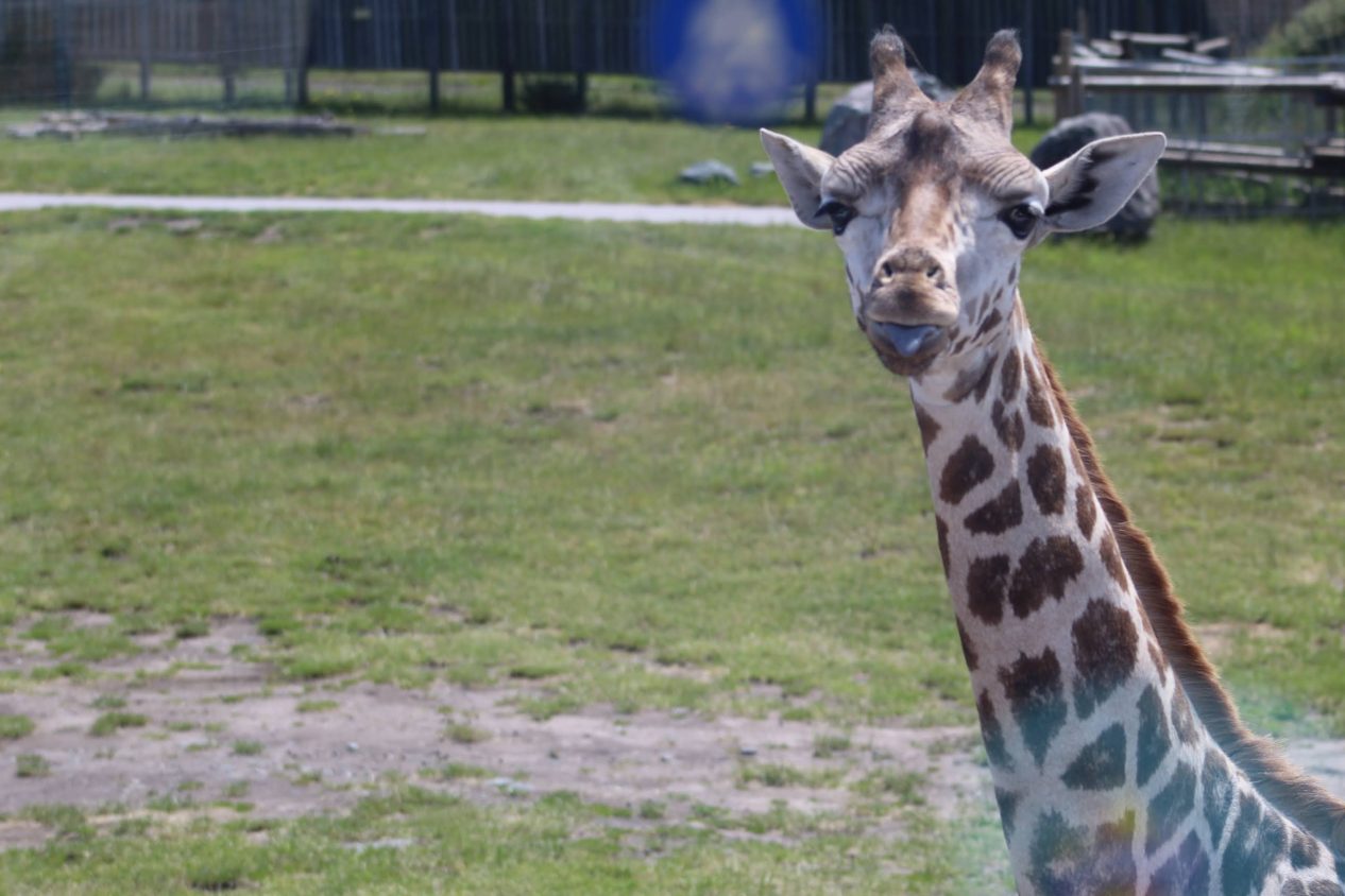 a Giraffe looking at us in the coach